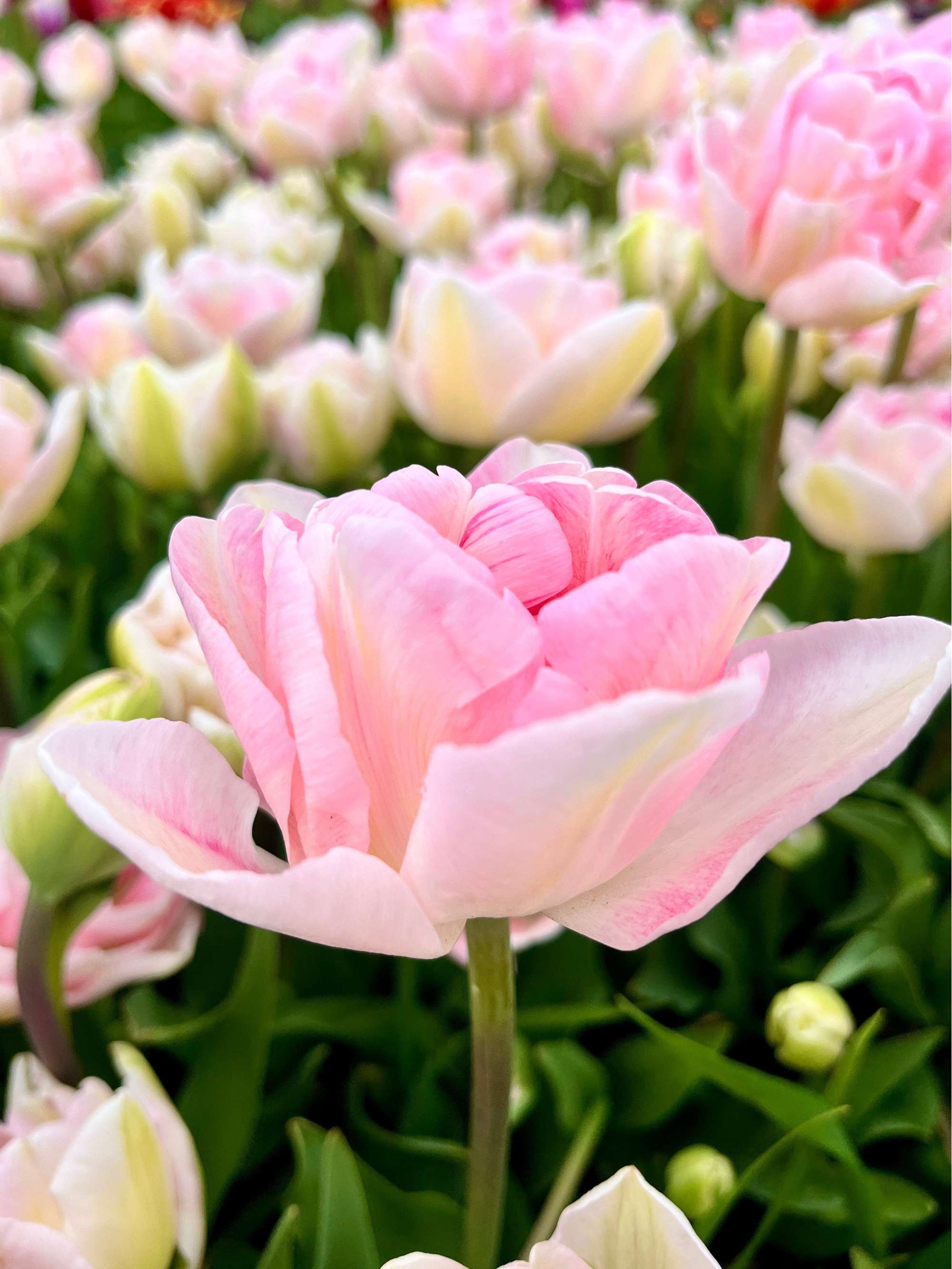 Tulpe 'Angelique'